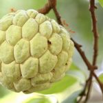 Descubra o Poder da Fruta-do-conde: Guia Completo de Benefícios e Consumo