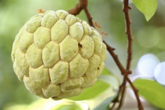 Descubra o Poder da Fruta-do-conde: Guia Completo de Benefícios e Consumo
