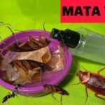 Como eliminar insetos indesejados de maneira eficiente e sustentável
